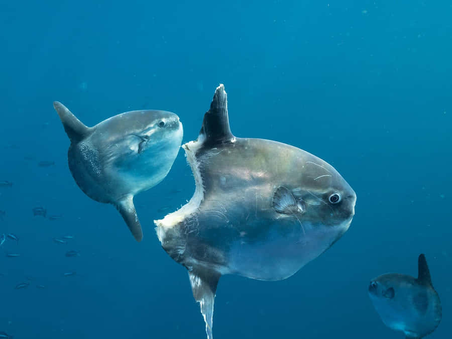 Oceanic Sunfish Family Mola Mola.jpg Wallpaper