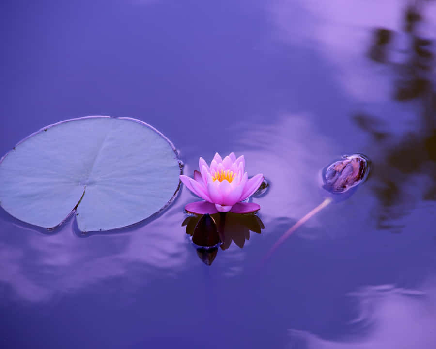 Old Tropical Wooden Hut And Green Foliage In The Forest. Wallpaper