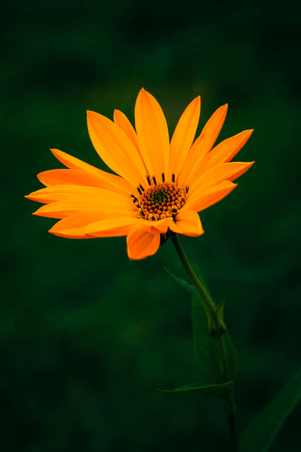 One Orange Flower Over Dark Background Wallpaper