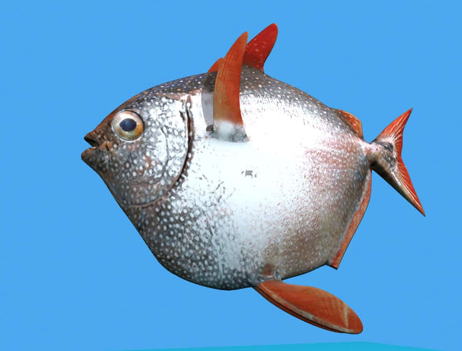 Opah Fish Swimming Blue Background Wallpaper