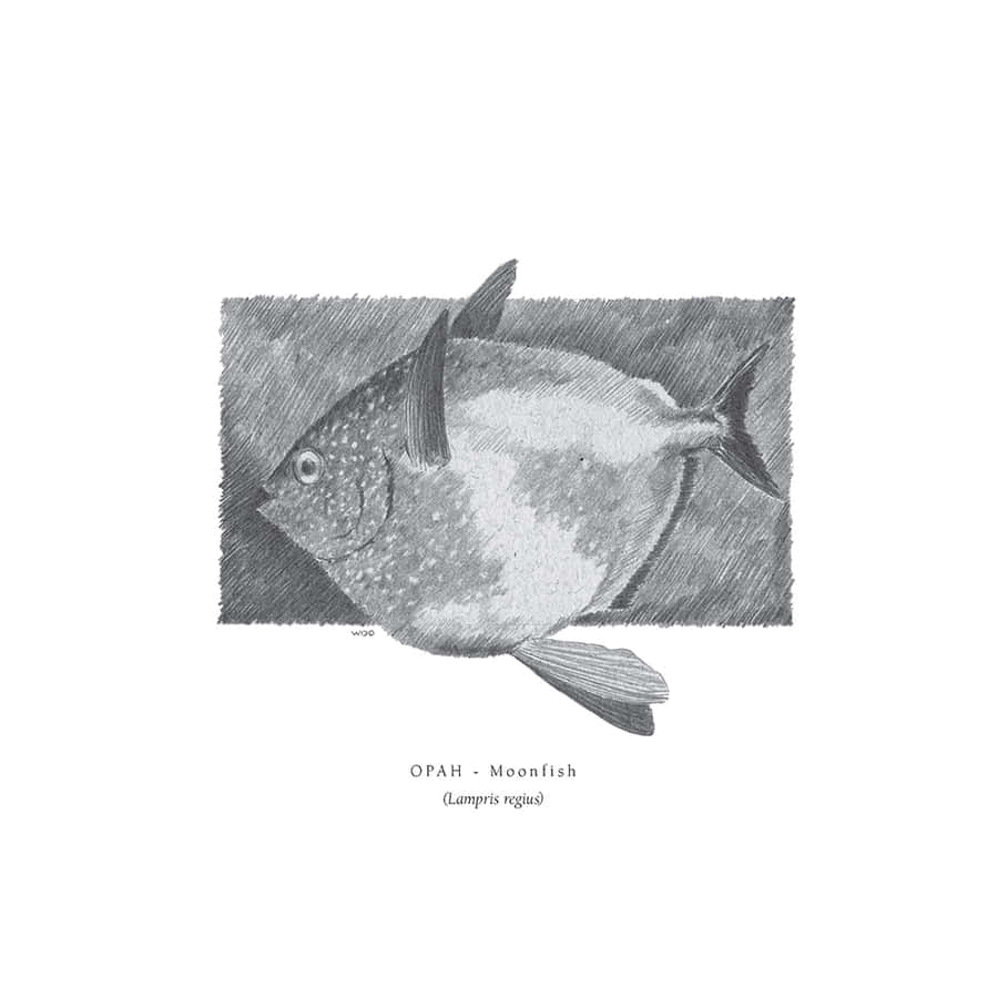 Opah_ Moonfish_ Illustration Wallpaper