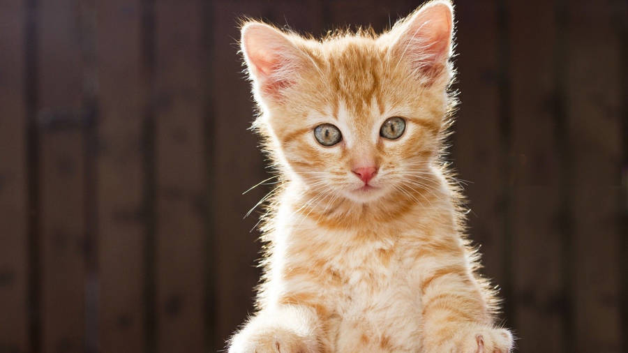 Orange Kitten In Backyard Wallpaper