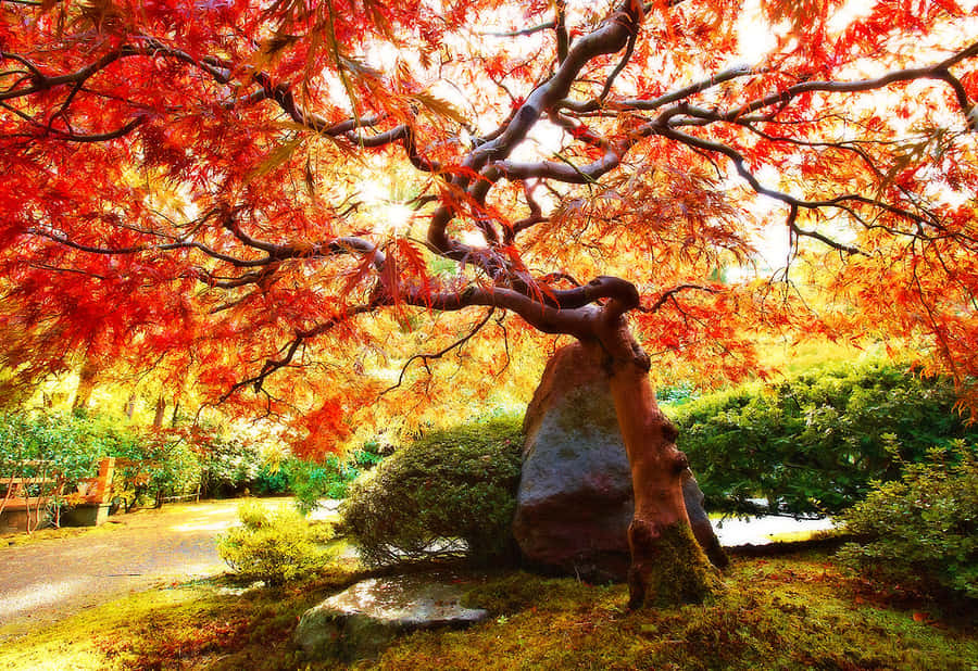 Orange Maple Cool Japanese Tree Wallpaper