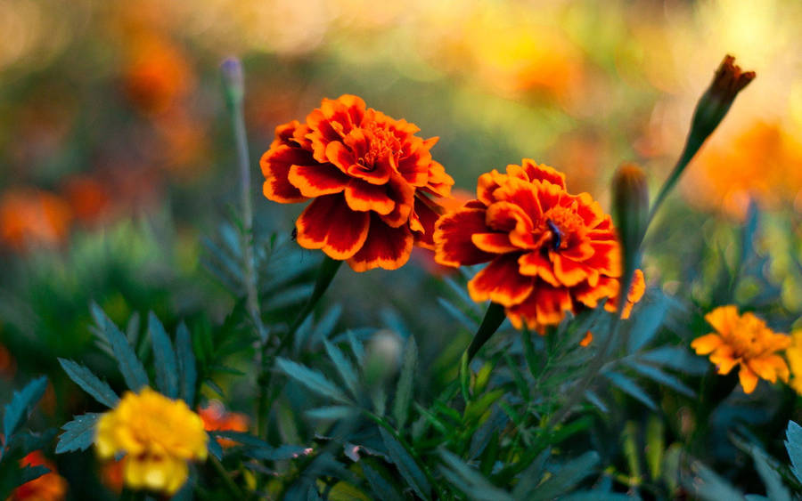 Orange Marigold Flowers Wallpaper