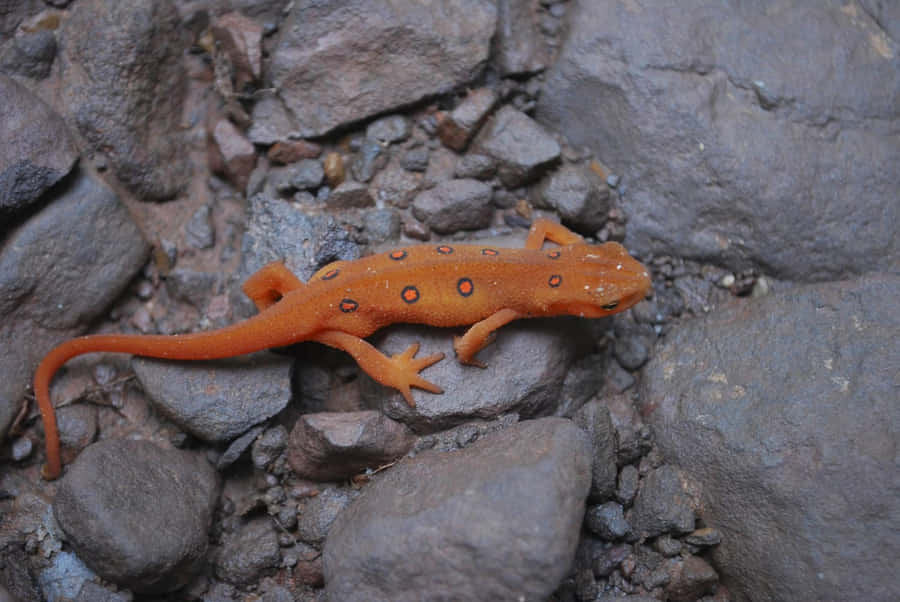 Orange Salamanderon Rocks Wallpaper