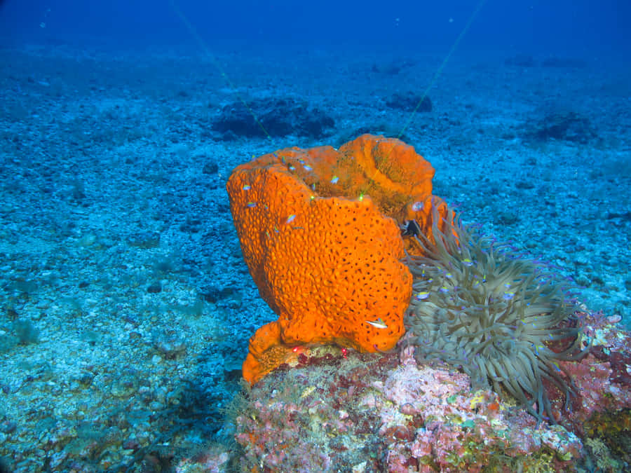 Orange_ Sea_ Sponge_ Underwater Wallpaper