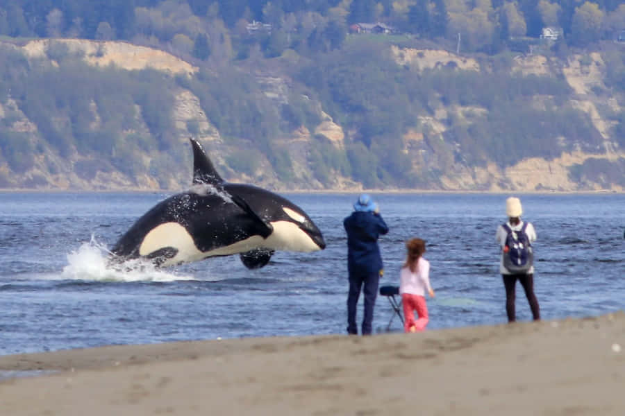 Orca Breaching Near Beach Spectators Wallpaper