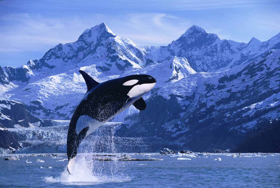 Orca Breaching Near Mountain Range Wallpaper