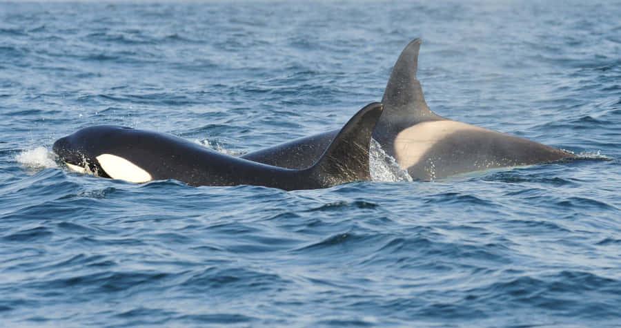 Orca Pair Swimmingin Ocean Wallpaper