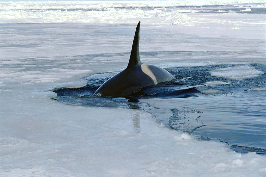 Orca Whale Fin On Ice Wallpaper