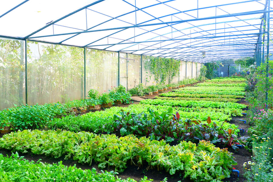 Organic Farming 1900 X 1267 Wallpaper Wallpaper