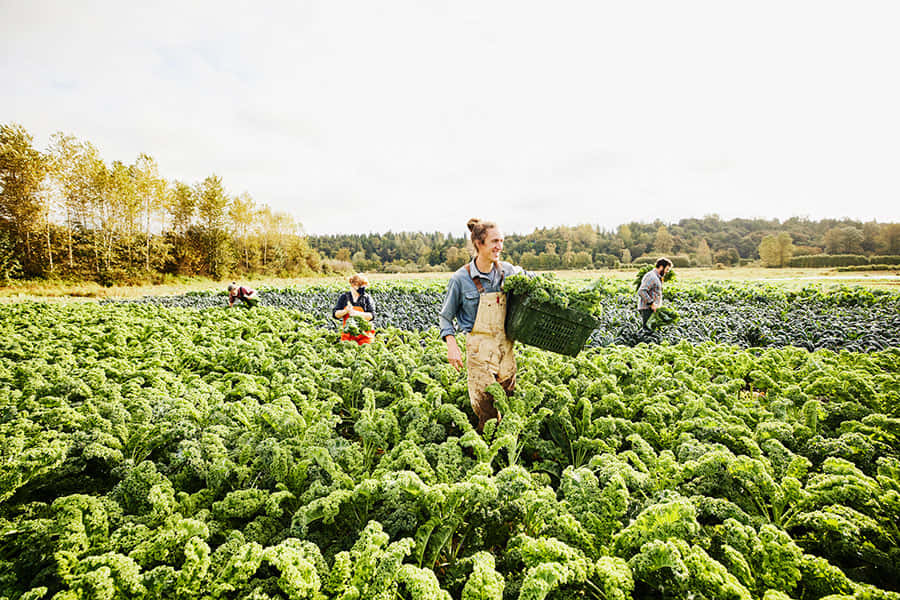 Organic Farming - A Scenic View Of Lush Green Fields And Blue Skies Wallpaper