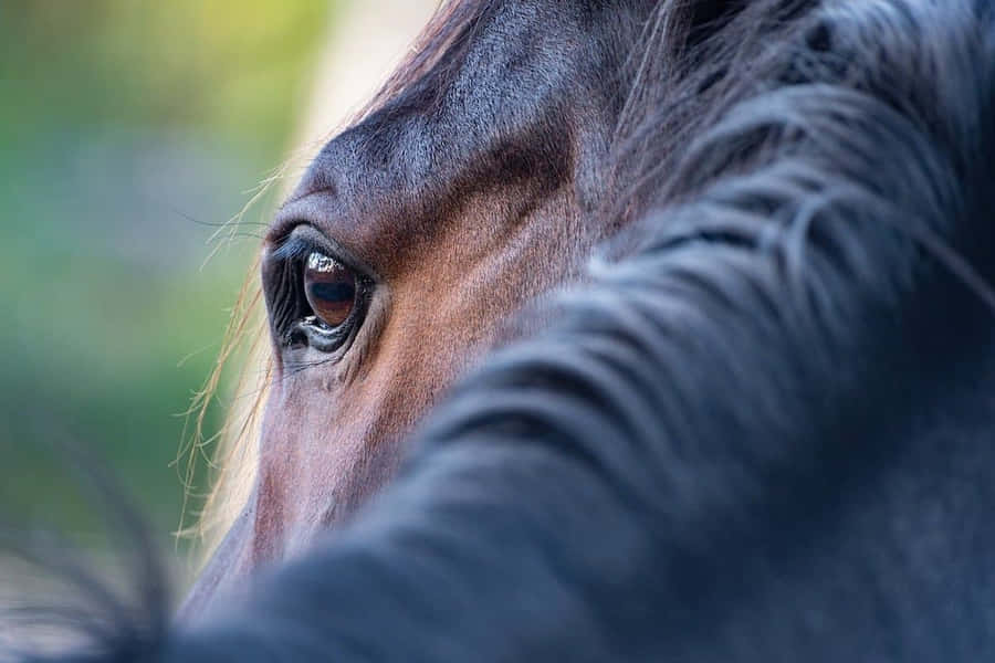 Ornery Brown Hairy Horse Wallpaper