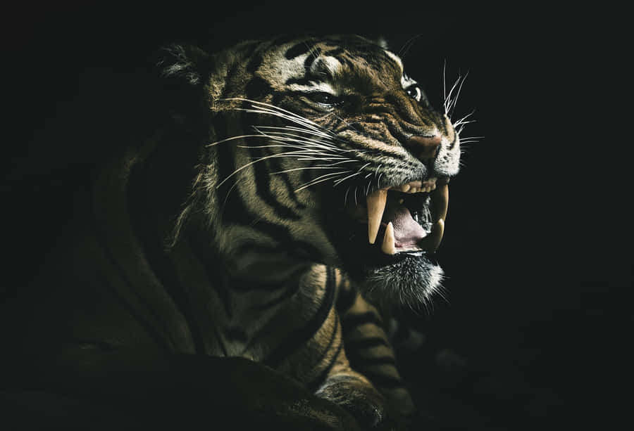 Overt Bengal Tiger Wallpaper