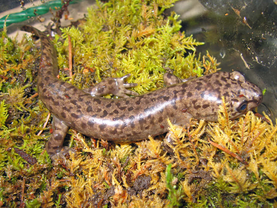 Pacific Giant Salamanderin Habitat.jpg Wallpaper