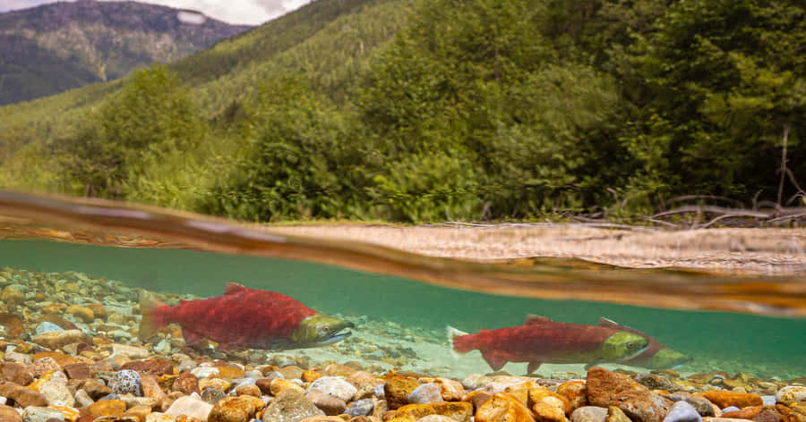 Pacific_ Salmon_ Spawning_ Stream Wallpaper
