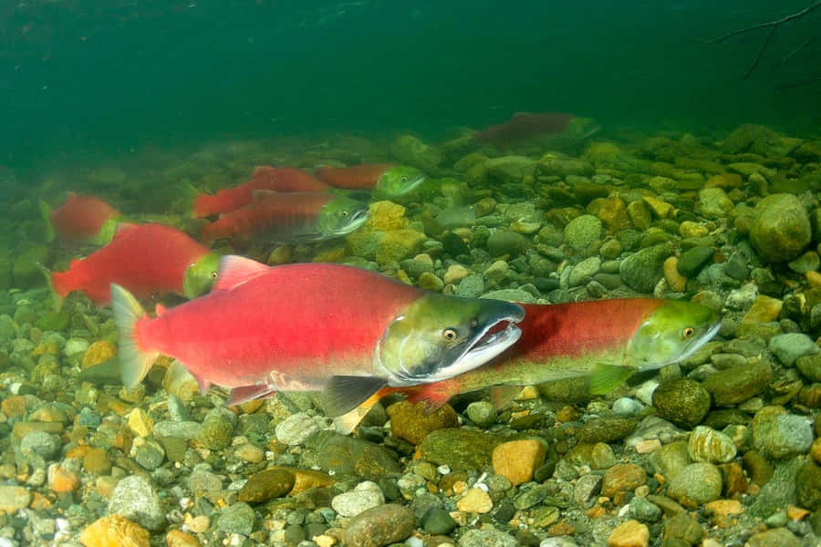 Pacific Salmon Spawning Underwater Wallpaper