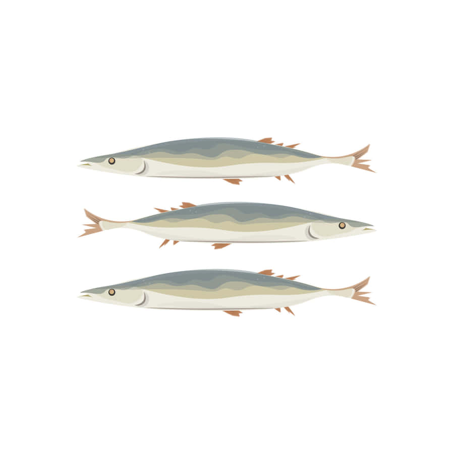 Pacific Saury Illustration Wallpaper