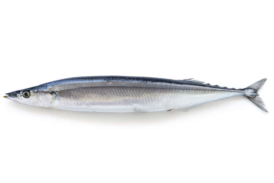 Pacific Saury Isolatedon White Wallpaper