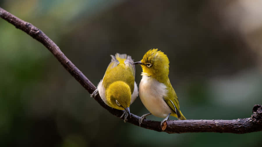 Pair_of_ Yellow_ Birds_ Perched_4 K Wallpaper
