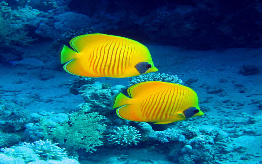 Pairof Butterflyfish Underwater Wallpaper