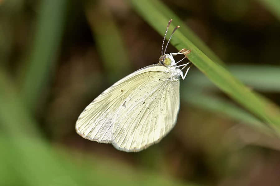 Pale Yellow Sulphur Butterflyon Leaf.jpg Wallpaper