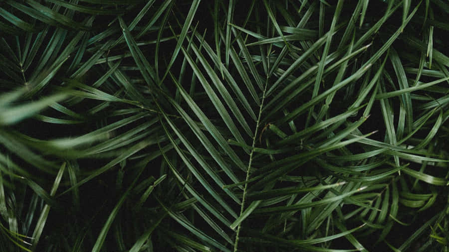 Palm Leaf Close Up Wallpaper