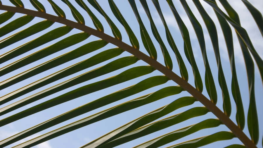 Palm Leaf Close Up Wallpaper