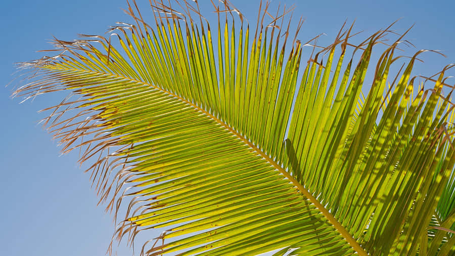 Palm Leaf Close Up Wallpaper