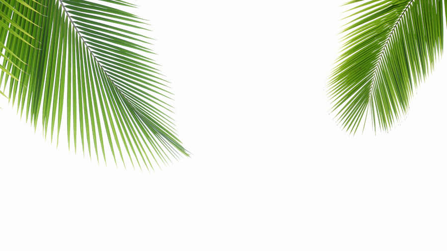 Palm Leaf Close Up Wallpaper