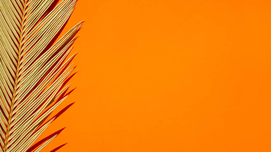 Palm Leaf On Orange Background Wallpaper