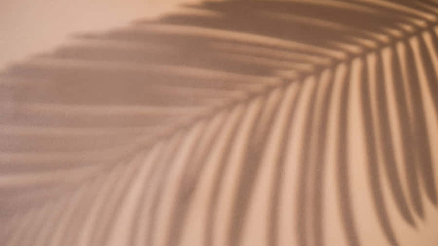 Palm Leaf Shadow Play Wallpaper