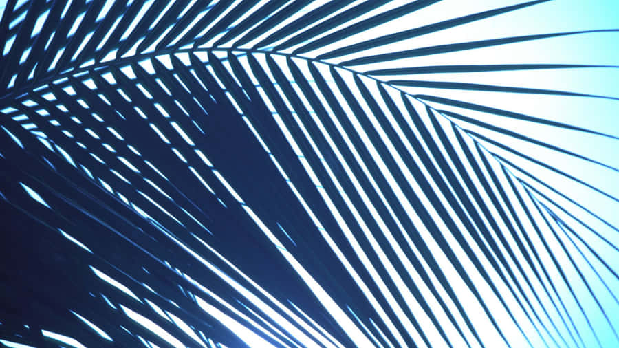 Palm Leaf Silhouette Against Sky Wallpaper