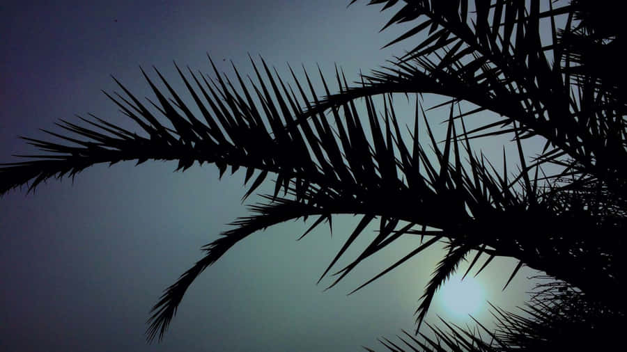 Palm Leaf Silhouette At Dusk Wallpaper