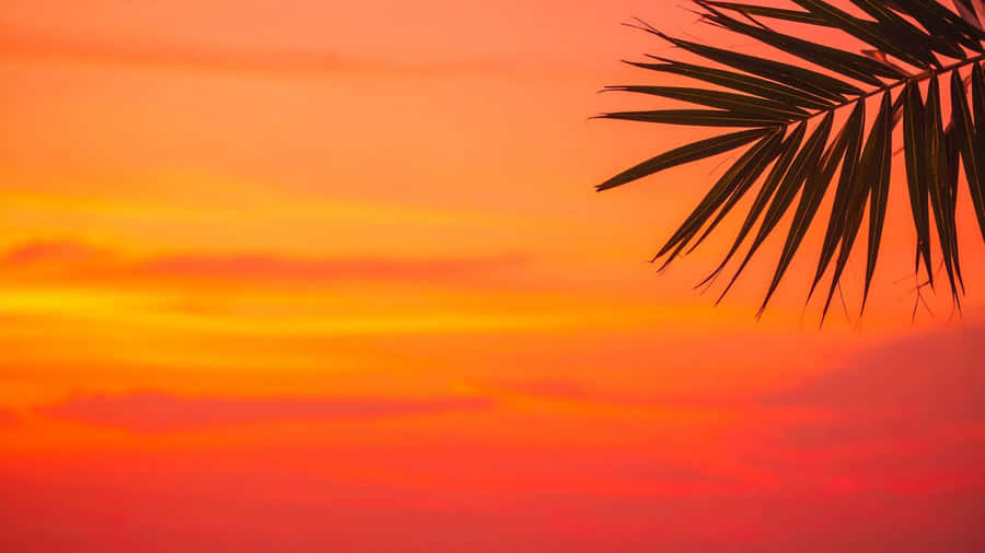 Palm Leaf Silhouette Sunset Wallpaper