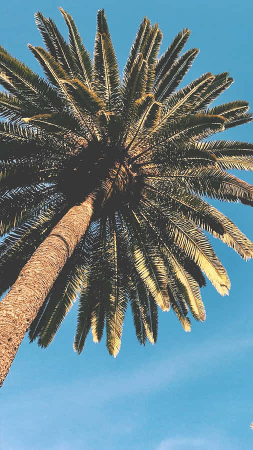 Palm_ Tree_ Against_ Blue_ Sky.jpg Wallpaper