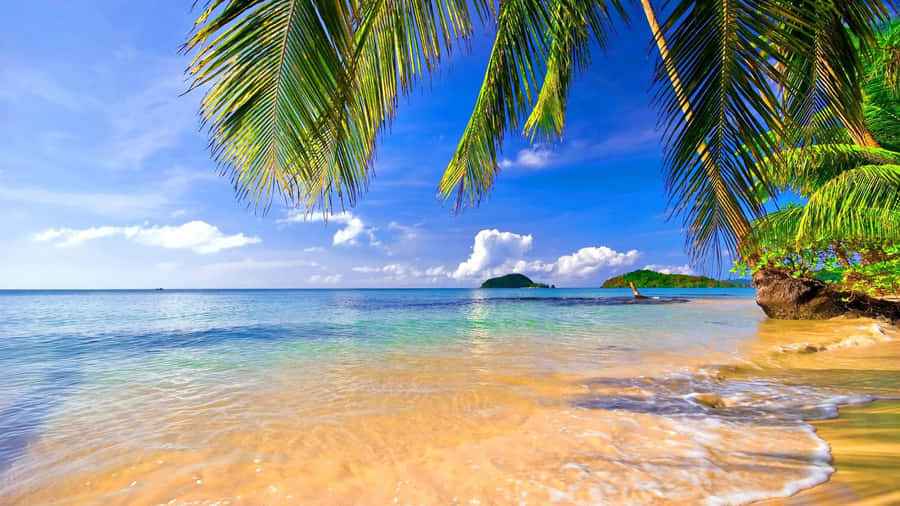 Palm Trees Yellow Sand Beach Clear Waters Wallpaper