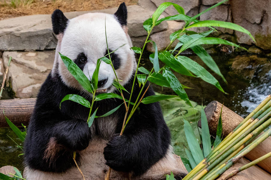 Panda Eating Bamboo Wallpaper