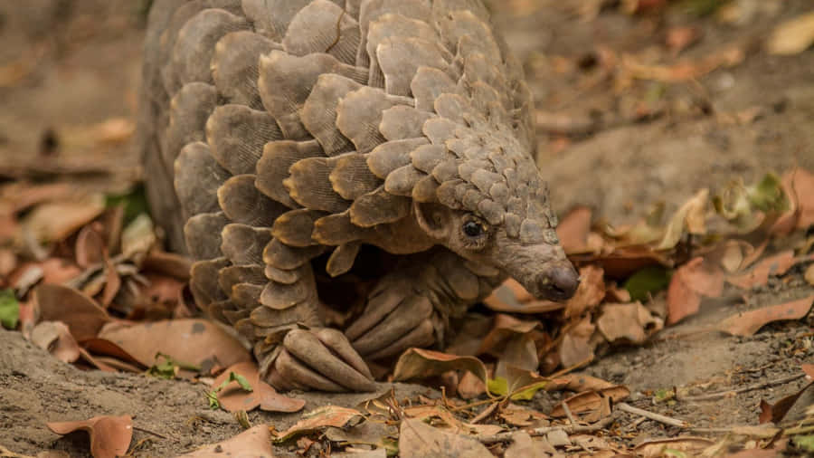 Pangolinin Natural Habitat.jpg Wallpaper