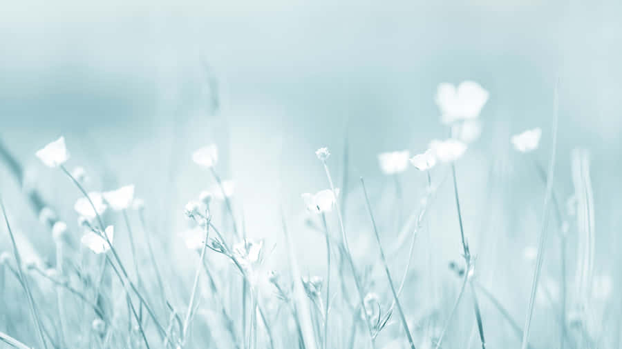 Panoramic View Of The Blue Mountain Range Wallpaper