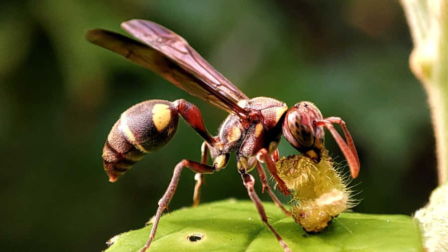 Paper Wasp Closeupon Leaf Wallpaper