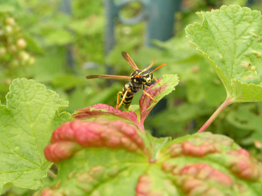 Paper Waspon Green Leaf Wallpaper