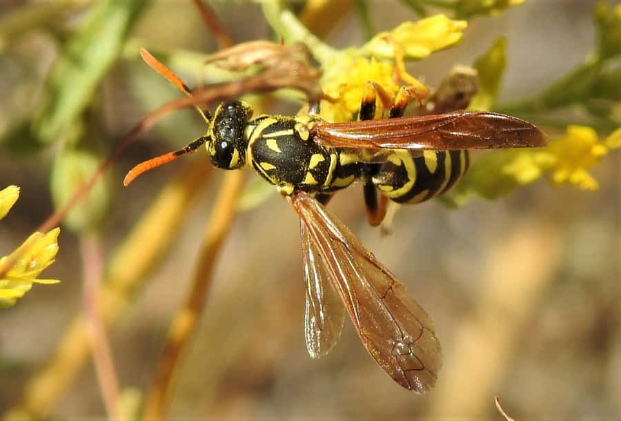 Paper Waspon Yellow Flowers Wallpaper