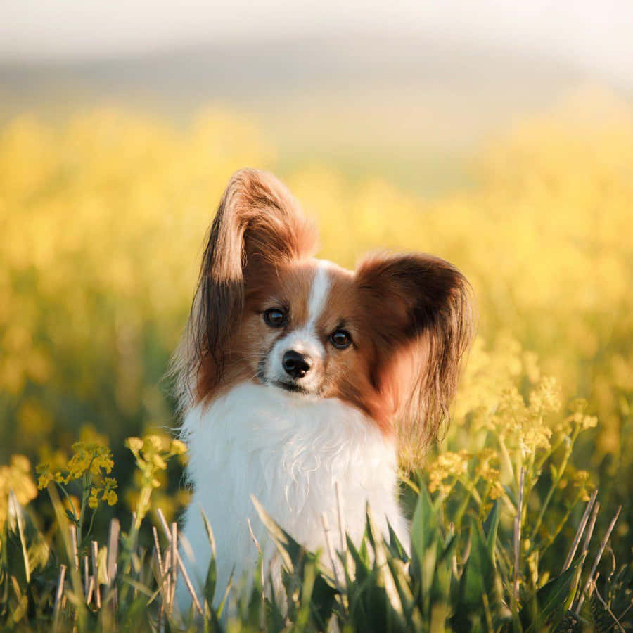 Papillon Dogin Sunlit Field Wallpaper