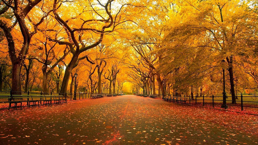 Park On Fall Season Wallpaper
