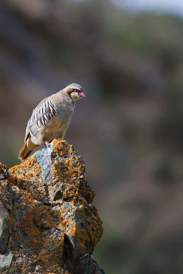 Partridgeon Rocky Outcrop Wallpaper