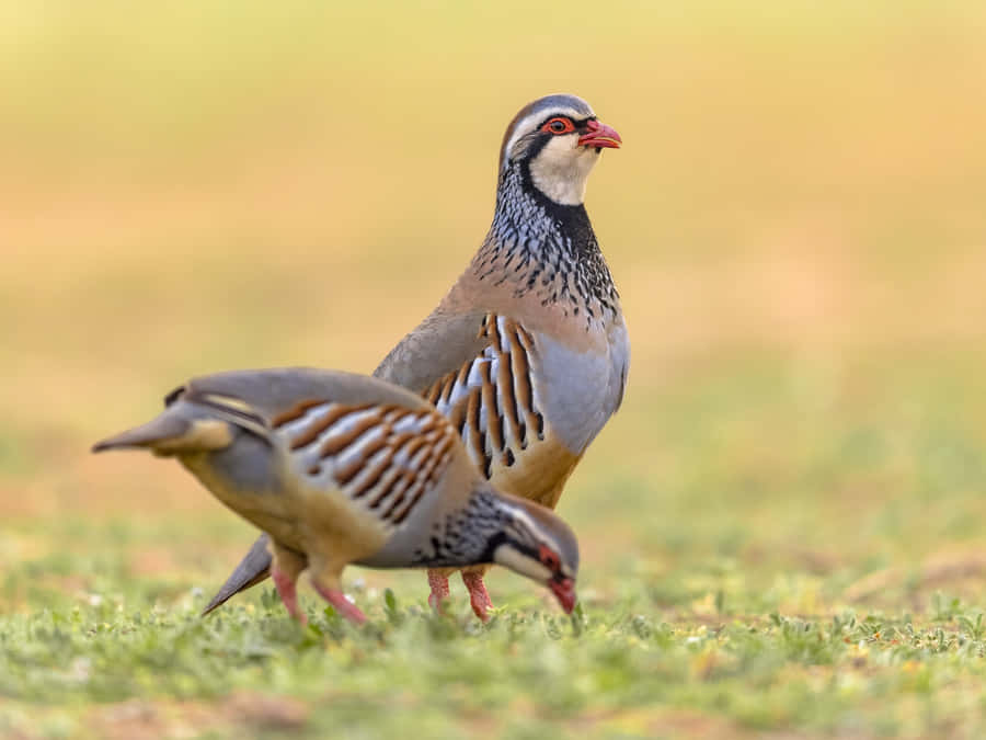 Partridgesin Grassland Wallpaper