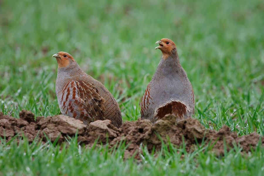 Partridgesin Grassland Wallpaper