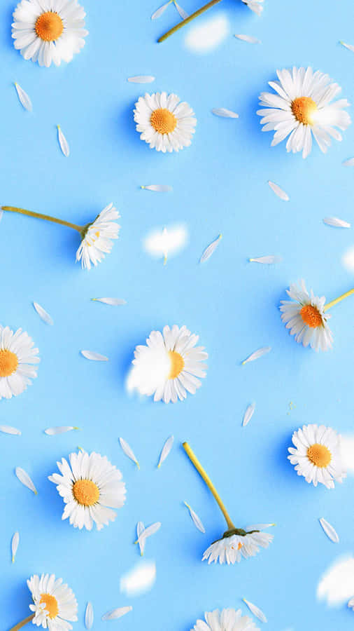 Pastel Blue Spring Daisy Iphone Wallpaper