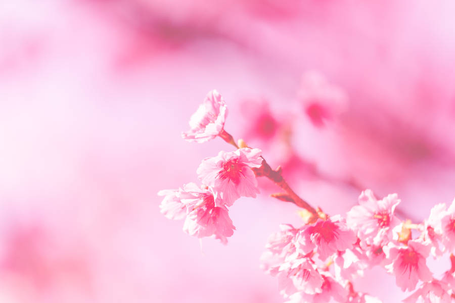 Pastel Pink Aesthetic Flower Wallpaper
